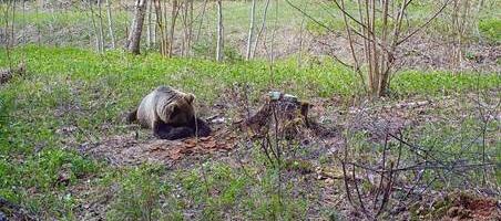 Karu laseb leiba luusse