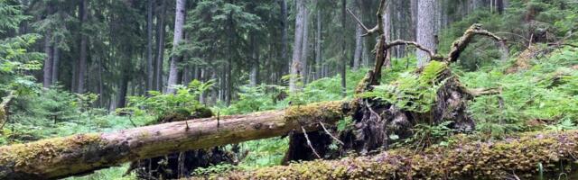 Amet ootab ettepanekuid metsade loodushoidlikku majandamist võimaldavale kavale