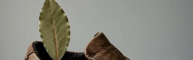 Pane 1 loorberileht oma kingadesse: hommikul märkad hämmastavaid tulemusi – see vana nipp töötab tõesti