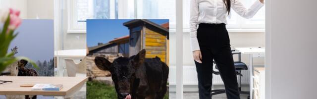 “Mis sina, linnatibi, nendest asjadest tead.” Kerli Ats murdis eelarvamused ja kujundab nüüd Eesti põllumajandust