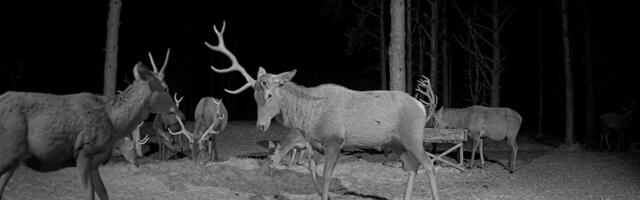 VIDEO: Sarved kukuvad, šaakal ja muud juhtumised