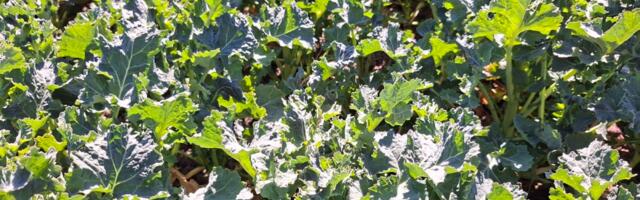 Nädal põllul: heitlik kevad sunnib rapsikahjuri tõrjet täpselt ajastama