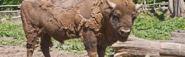 Elistvere loomapargis suri kauaaegne asukas, piisonipull Gamlet