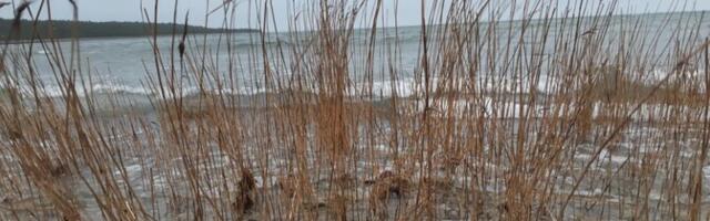 Laupäeval on ilm niiske ja tuuline