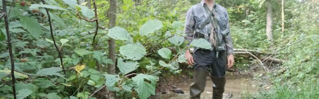 OHUMÄRGID | Naaritsa seis Hiiumaal teeb teadlased murelikuks