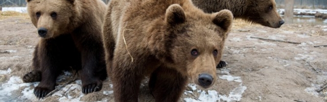 JAHIMEHED ANNAVAD NÕU | Mida teha kohtumisel metsloomadega