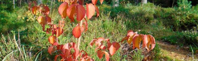 Lõkendav jaapani kontpuu võlub uhke sügislehestikuga