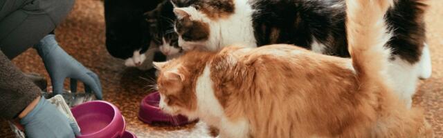 Uus loomakaitseseadus lubaks varjupaigas ühte ruumi vaid kuus kassi