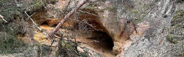 Murdunud ja ohtlike puude eemaldamine Taevaskoja Emalättelt ja Neitsikoopa lähedal