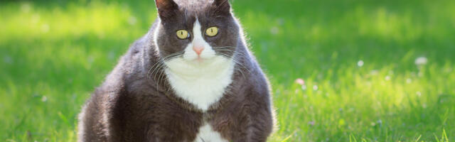 Paks kass, ilus kass? Olge tähelepanelik: kiisu ülekaal pole naljaasi