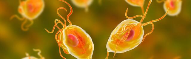 Kas tead, mis haigus on trihhomoniaas ja kuidas sa võid sellesse nakatuda?