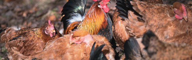 Linnugripi paanika süveneb: viroloogid ja teadlased hoiatavad, et H5N1 viiruse puhang võib olla eelseisva uue pandeemia eelmäng