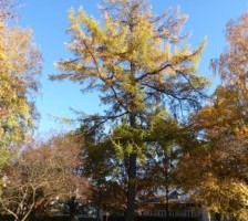 Lehise lugu ehk Üks puu Tartu ülikooli botaanikaaia endises asukohas ja sellest lähtuvad loomerajad