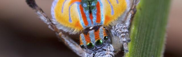 „Tantsivad“ ämblikud salapärase DNA-ga võivad aidata selgitada, kuidas elu Maal võtab uusi vorme