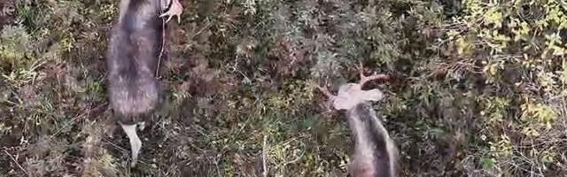 VIDEO | Pärnumaal jäi kaadrisse põdrapullide jõukatsumine