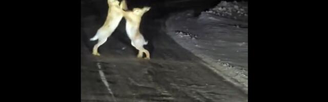 VIDEO | Juhuslik mööduja jäädvustas Pärnumaal jäneste kakluse