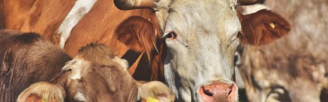 Kas toidutootmine muutub tulusamaks?