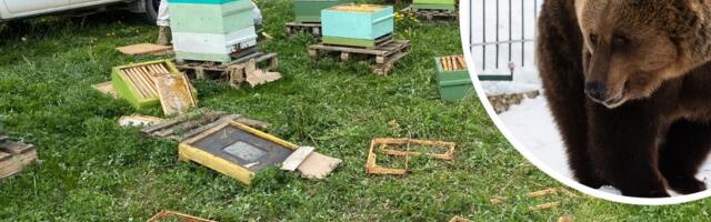 Nupp nokib! Tartumaa mesinik võitleb karude vastu mutilõksuga