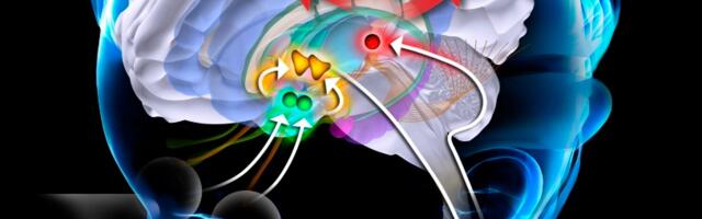 Melatoniin ja diabeet – mis see melatoniin ikkagi on