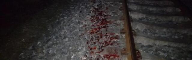 Viljandimaal hukkus reisirongi alla jäänud karu