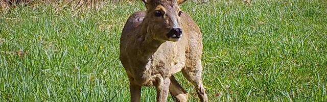 VIDEO | Tallinna kesklinnas jooksis paaniliselt ringi metskits