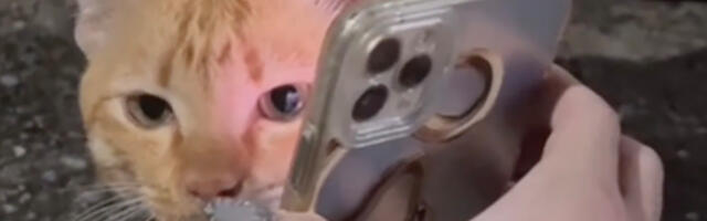 VIDEO: tänavakassid aitasid leida kadunud kodukassi