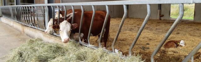 Magnum Veterinaaria lõpetas majandusaasta kahjumiga