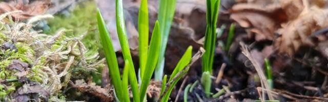 Nädalavahetusel kerkib õhutemperatuur 10 kraadini