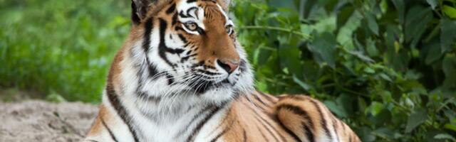 Minnesota loomaaias suri ootamatult tiiger nimega Putin