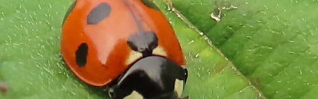 HUVITAV TEADA | Kuidas lepatriinud talvel surnuks ei külmu?