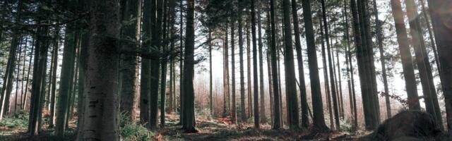 Üleraiega jätkates  ja raiemahtu mitte  oluliselt vähendades kaevab riik  puidutööstusele hauda