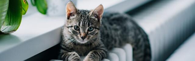 3. detsember: Veevalaja kipub kontrolliv olema, Skorpionile hingab aeg armutult kuklasse