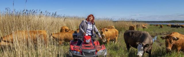 Mis maksab Eesti lihaveis ja kuhu seda müüa?