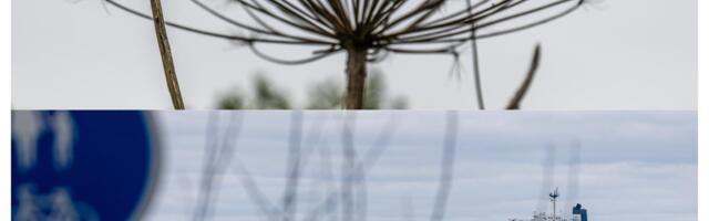 Simmo Saar: Vene tankeritest karuputkeni – riik valib suhtlemise asemel üleoleva vaikimise