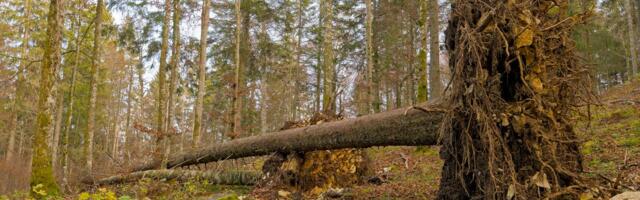 Torm on toonud päästjatele ligikaudu 400 väljakutset