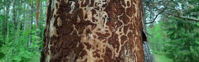 Harjumaa kerkis 2025. aastal kuuse-kooreüraski leviku tulipunktiks