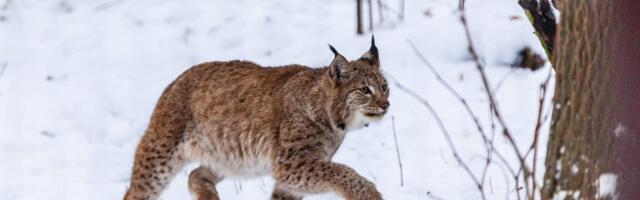 VIDEO | Ebatavaline käitumine: ilves murdis päise päeva ajal maha metskitse