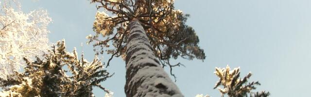 Reporter: Mis seob Tartumaal 400 aastat kasvanud Kuningamändi ning folk-rock ansambli Metsatöll liikmeid?