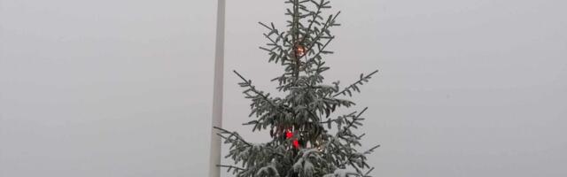 Suurt Munamäge ehib Baltimaade kõrgeim jõulupuu