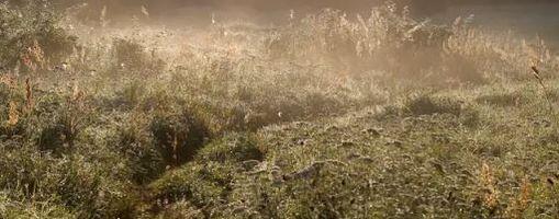 Kuidas läheb laenutustasul?