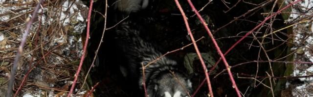 FOTOD | Paldiskis tõid päästjad maasügavusest välja koera