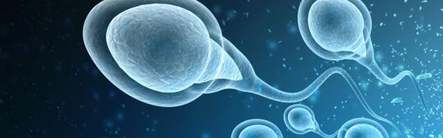 Teadlased: COVID-19 vähendab spermatosoidide liikuvust ja arvu