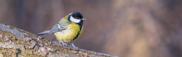 Esialgsetel andmetel märkasid talvised aialinnuvaatlejad enam kui 30 000 lindu