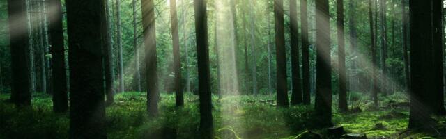 Prantsusmaa tahab Euroopa metsanduse tulevikus rohkem kaasa rääkida