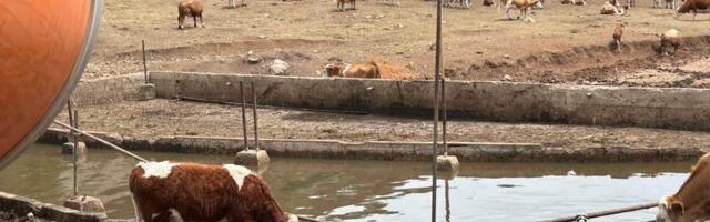 Stigle cisterne sa vodom na Suvu planinu, stočari traže trajno rešenje