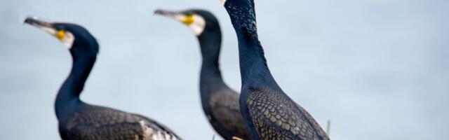 Kormoranide rünnak: kalurid on asunud siseveekogusid tõsise ohu eest kaitsma