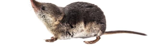 Hiinas kinnitati uus, tõenäoliselt karihiirtelt inimestele kandunud viirus