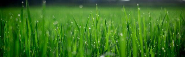 Põllumajanduskoda lõi söödainfo jagamiseks andmebaasi