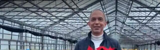 Рождественская звезда не переносит ветер и чрезмерный холод