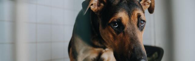 VIDEOD ⟩ Rõõmupisarad garanteeritud: vaata, kuidas koerad varjupaigast kojusaamisele reageerivad